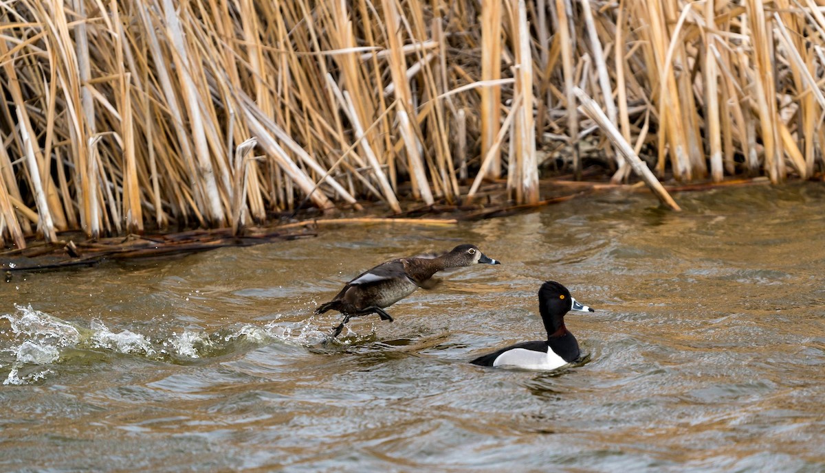 ringand - ML345042301