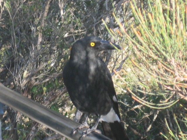 Pied Currawong - ML345042611