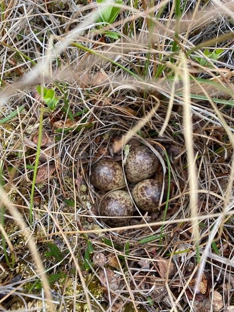 Least Sandpiper - ML345042911