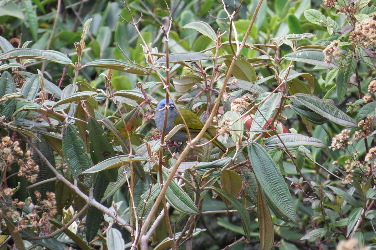 Blue-capped Tanager - ML34504451