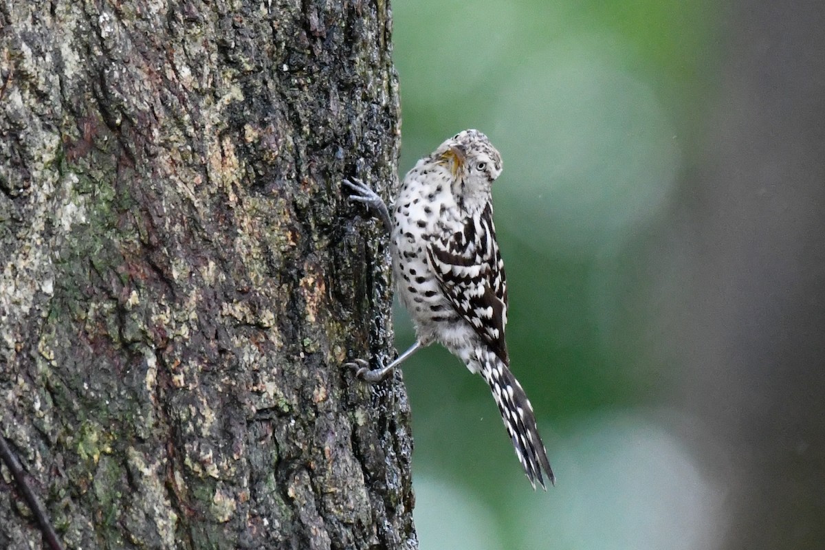 Stripe-backed Wren - ML345045031