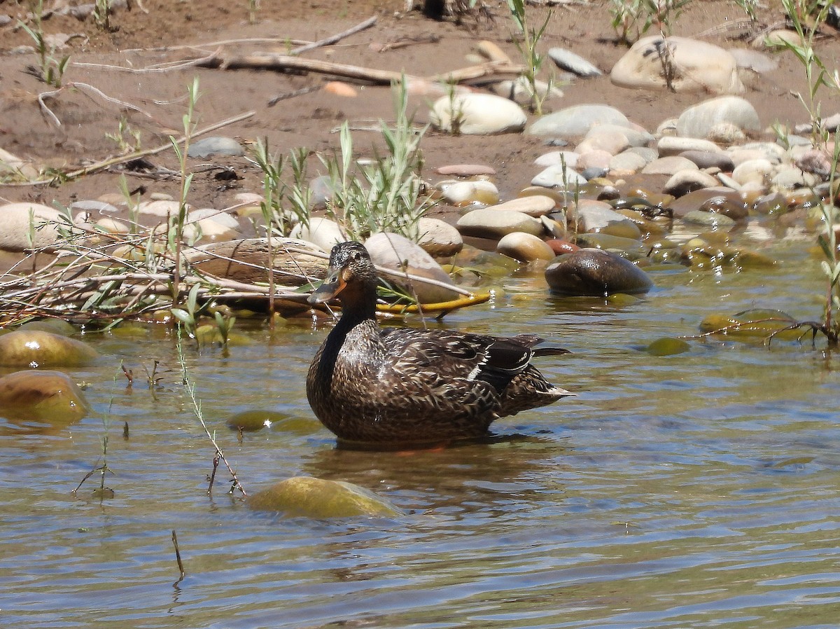 Canard colvert - ML345045951