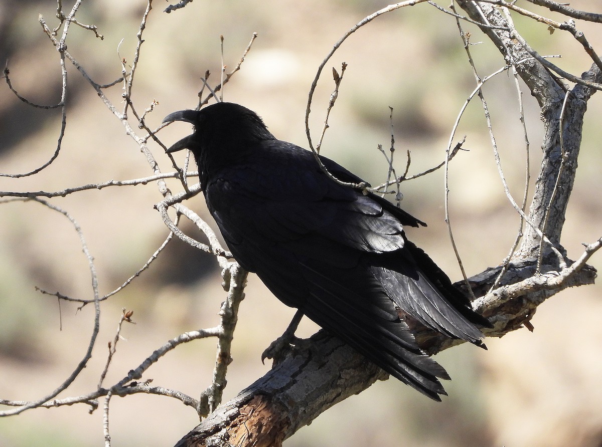 American Crow - Glenn Pearson