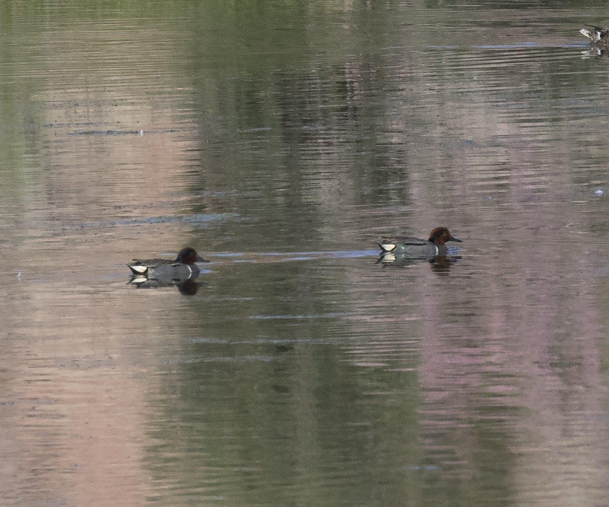 Green-winged Teal - ML345046031