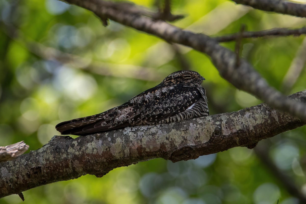 Common Nighthawk - Leo Bix