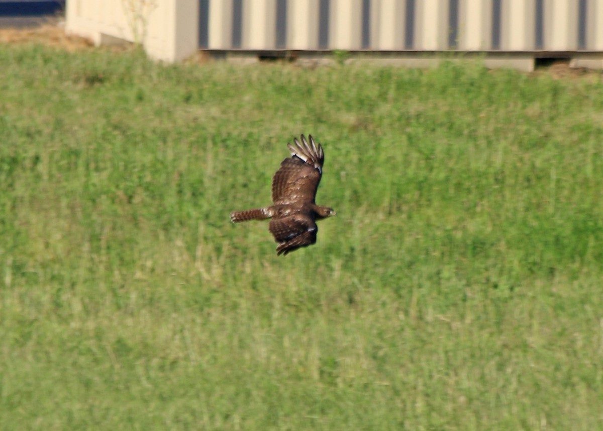Red-tailed Hawk (calurus/alascensis) - ML345048811