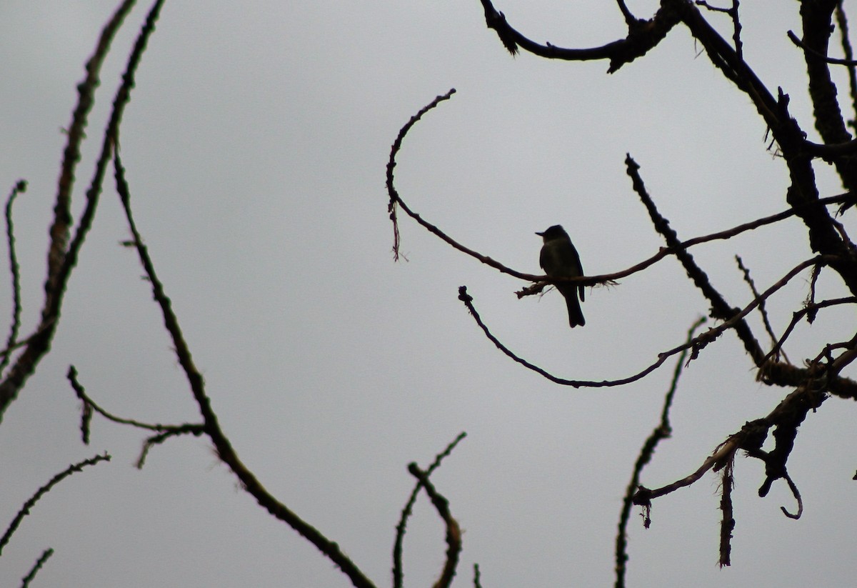 Western Wood-Pewee - David Lerwill