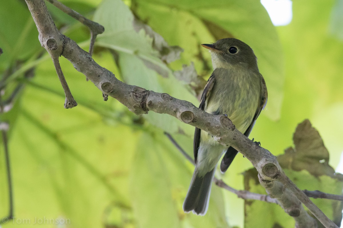 Yellow-bellied Flycatcher - Tom Johnson