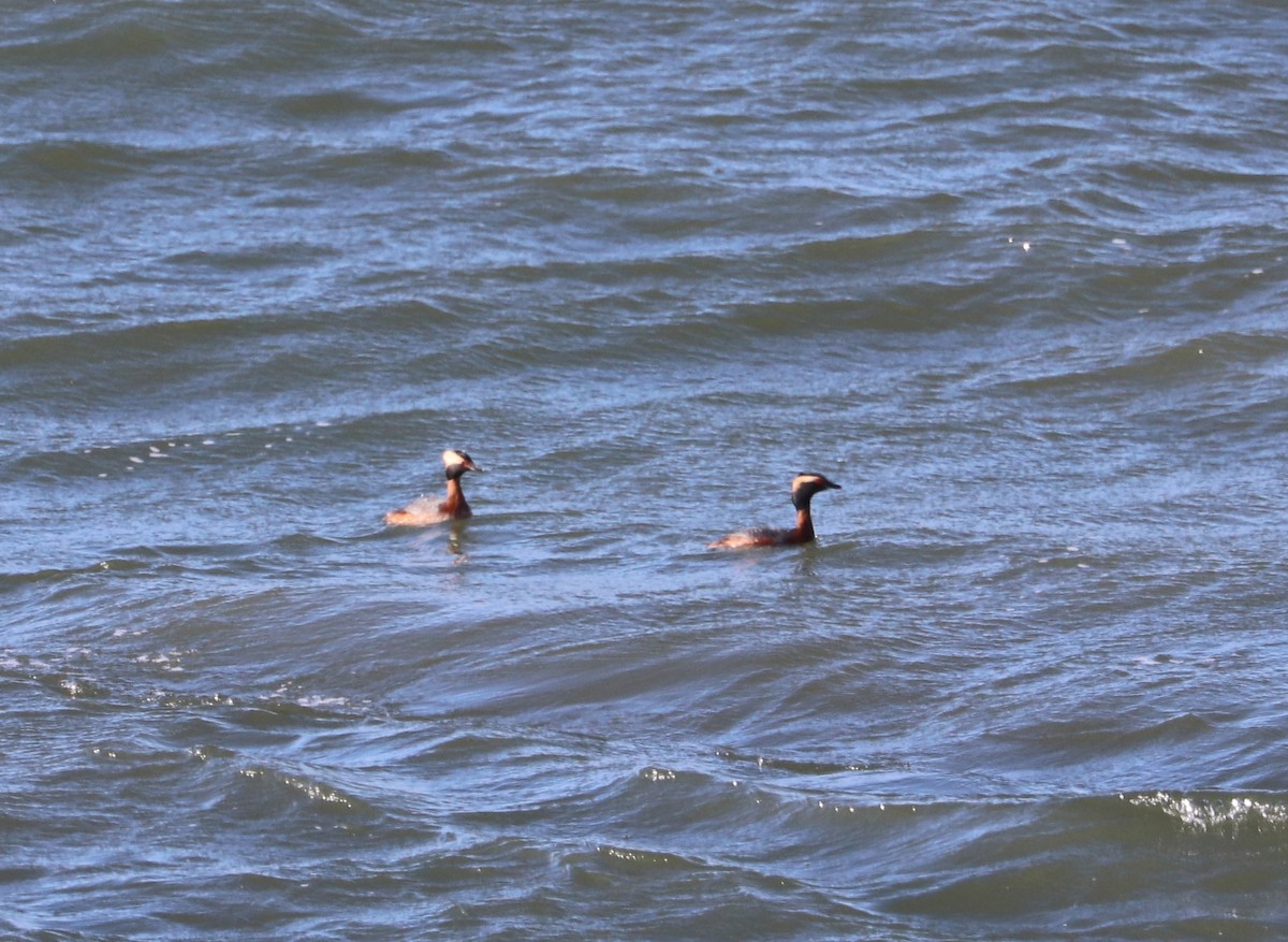 Horned Grebe - Jason Wilder