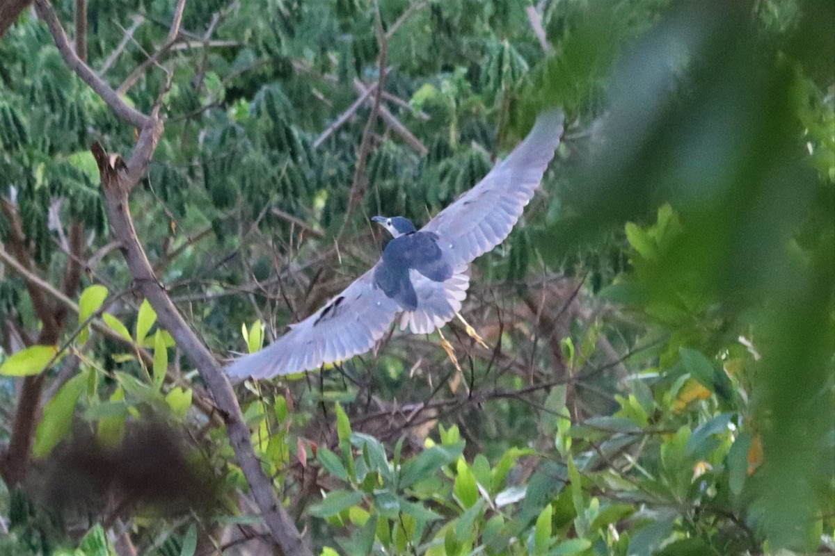 Black-crowned Night Heron - ML345054121