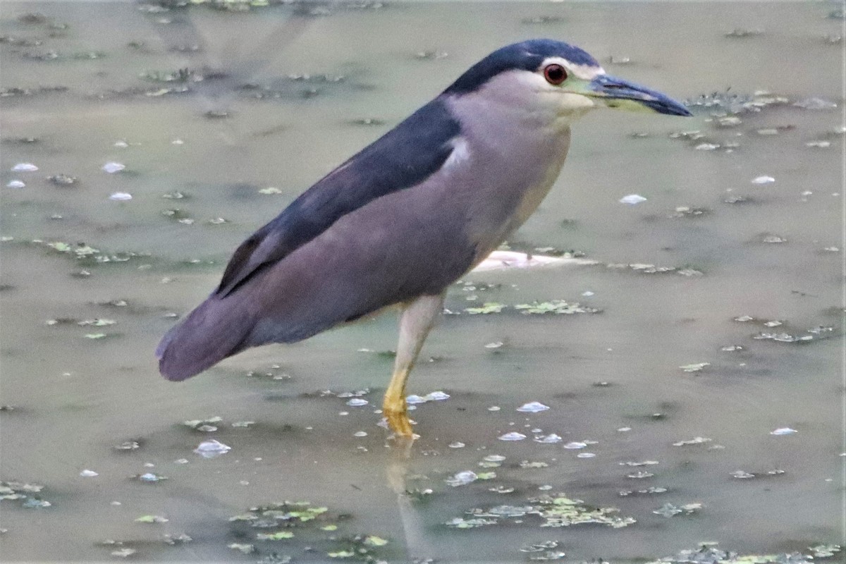 Black-crowned Night Heron - ML345054131