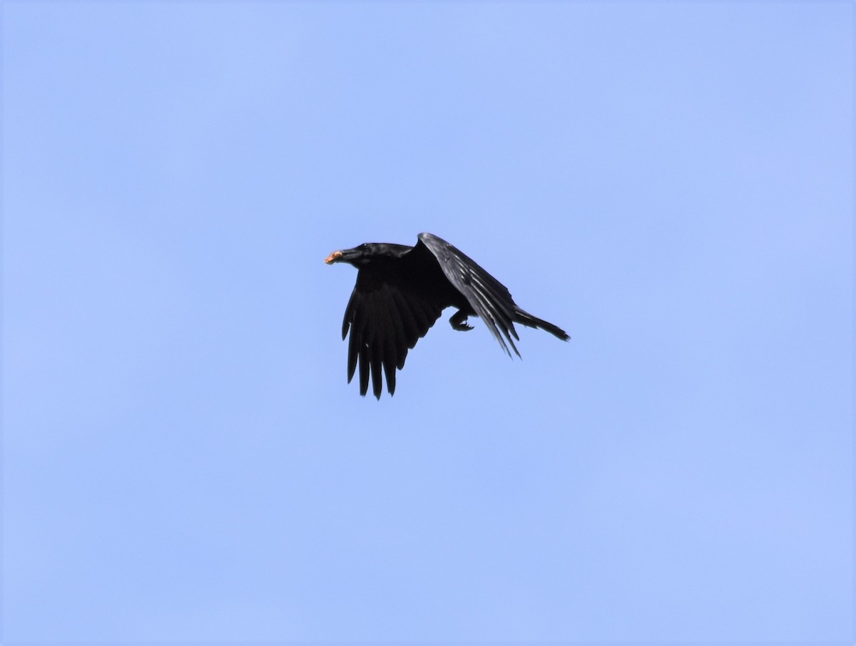 Common Raven - ML345054521