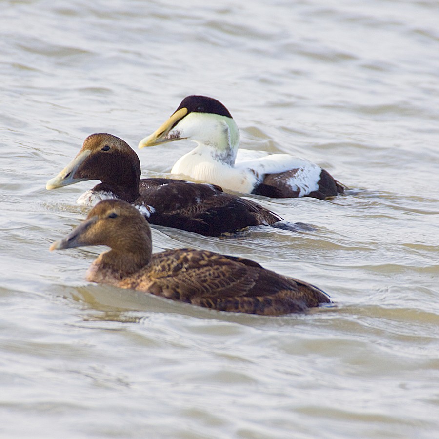 Common Eider - Dan Vickers