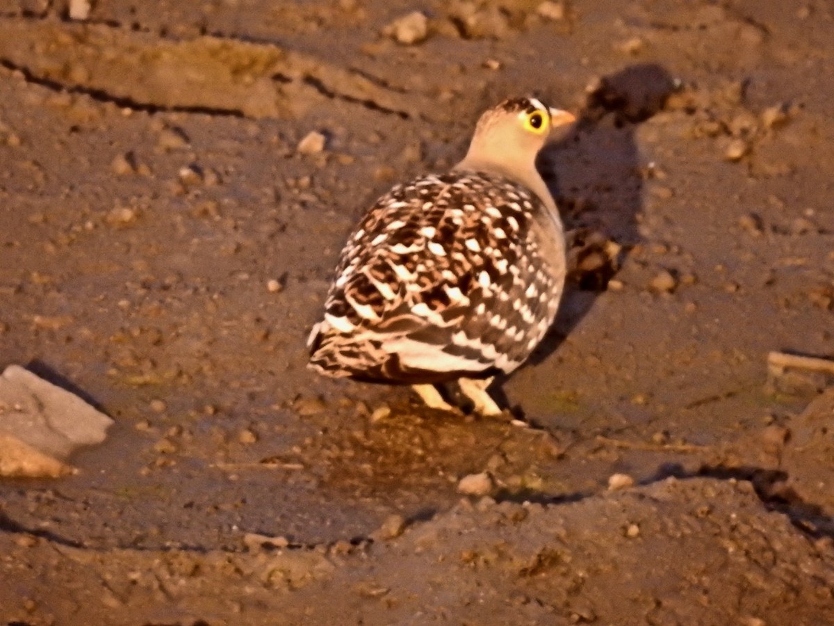 Double-banded Sandgrouse - ML345055331