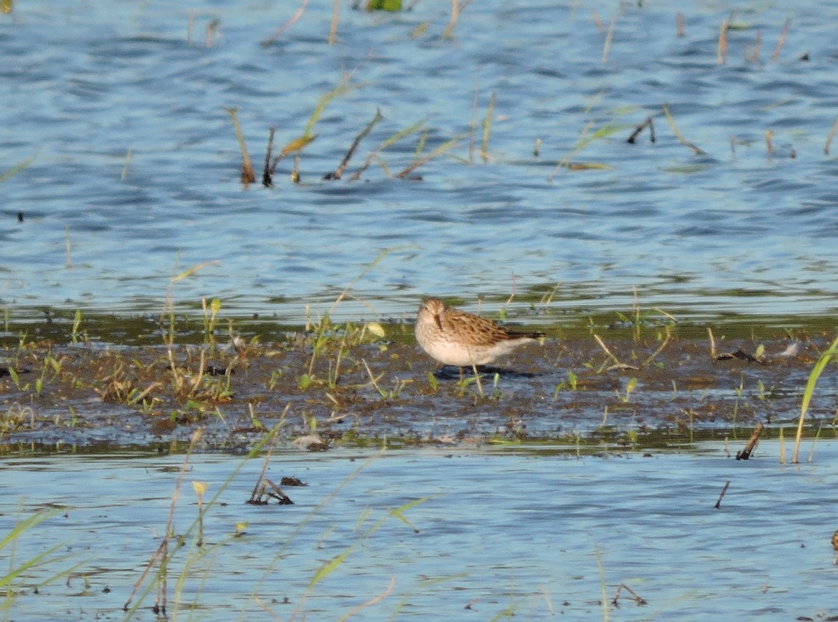 White-rumped Sandpiper - Anonymous User