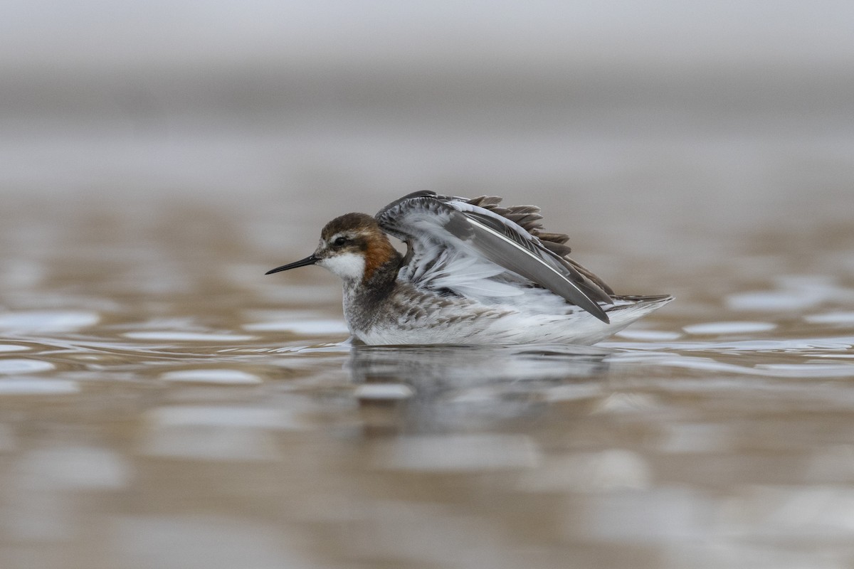 Red-necked Phalarope - ML345057231