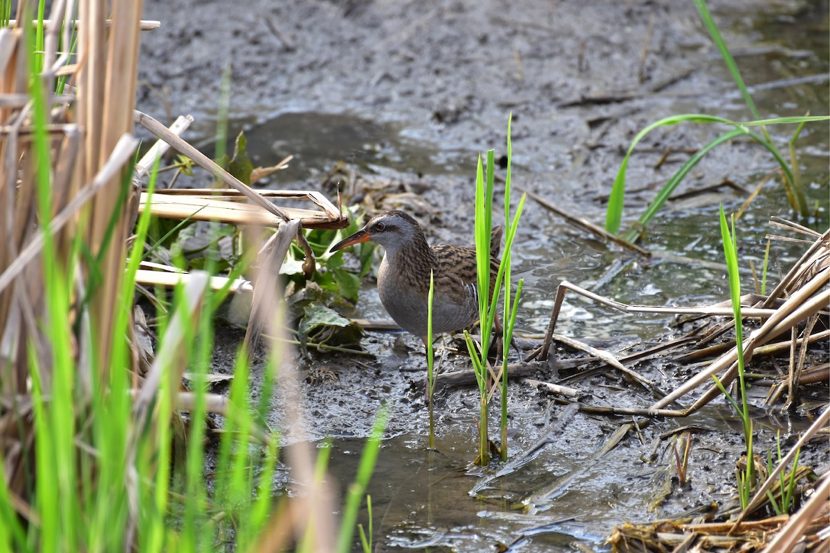 Brown-cheeked Rail - ML345058831