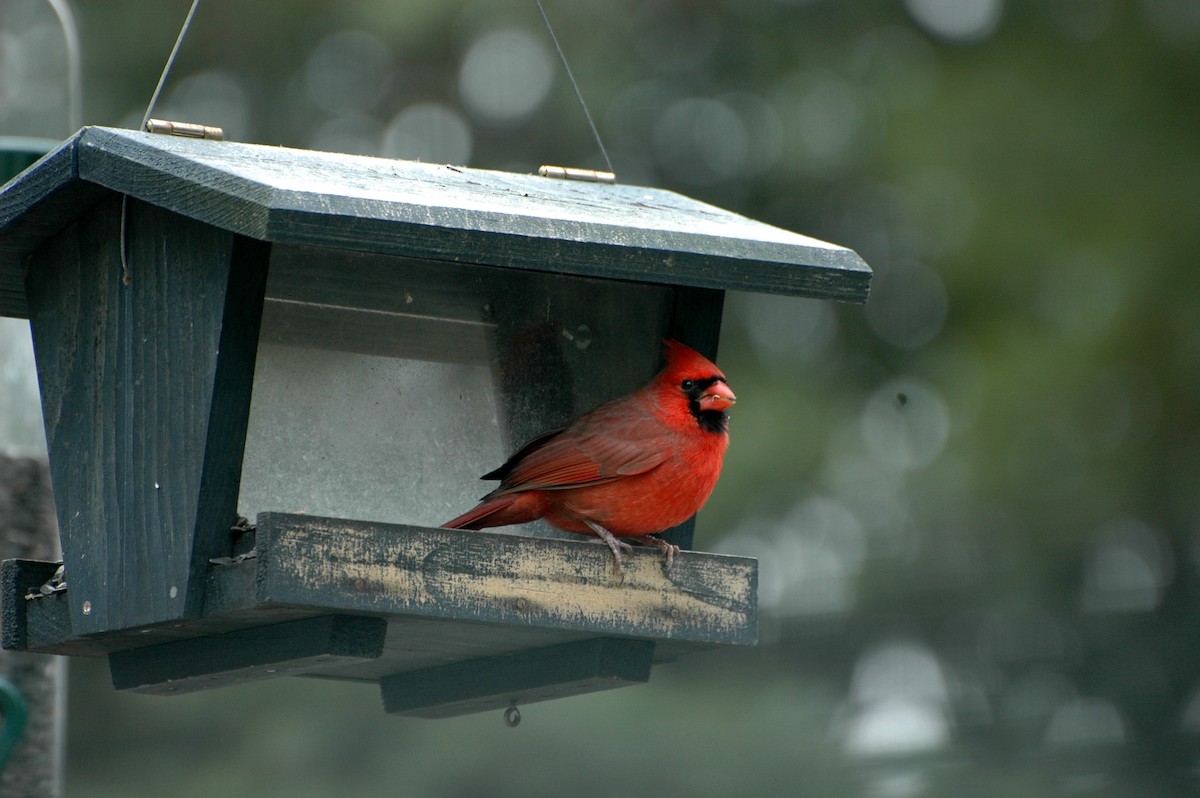 Cardinal rouge - ML34505941
