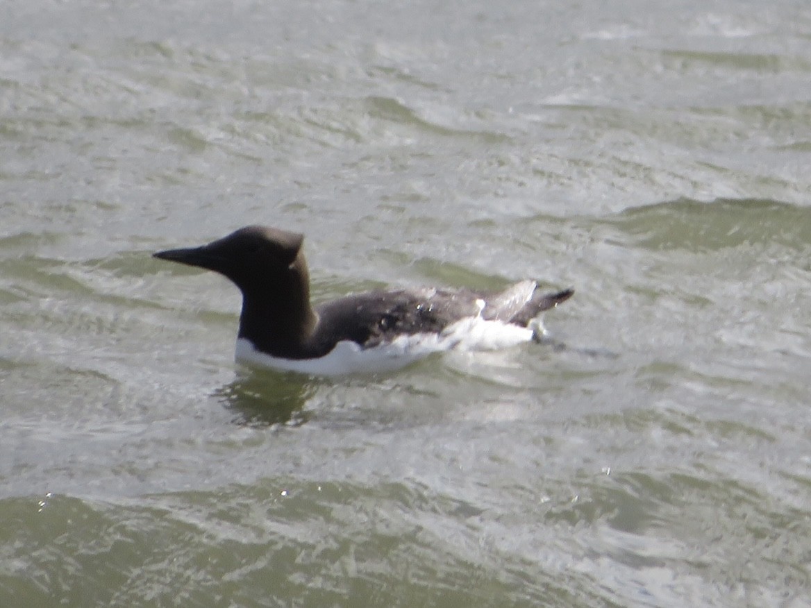 Common Murre - ML345060871