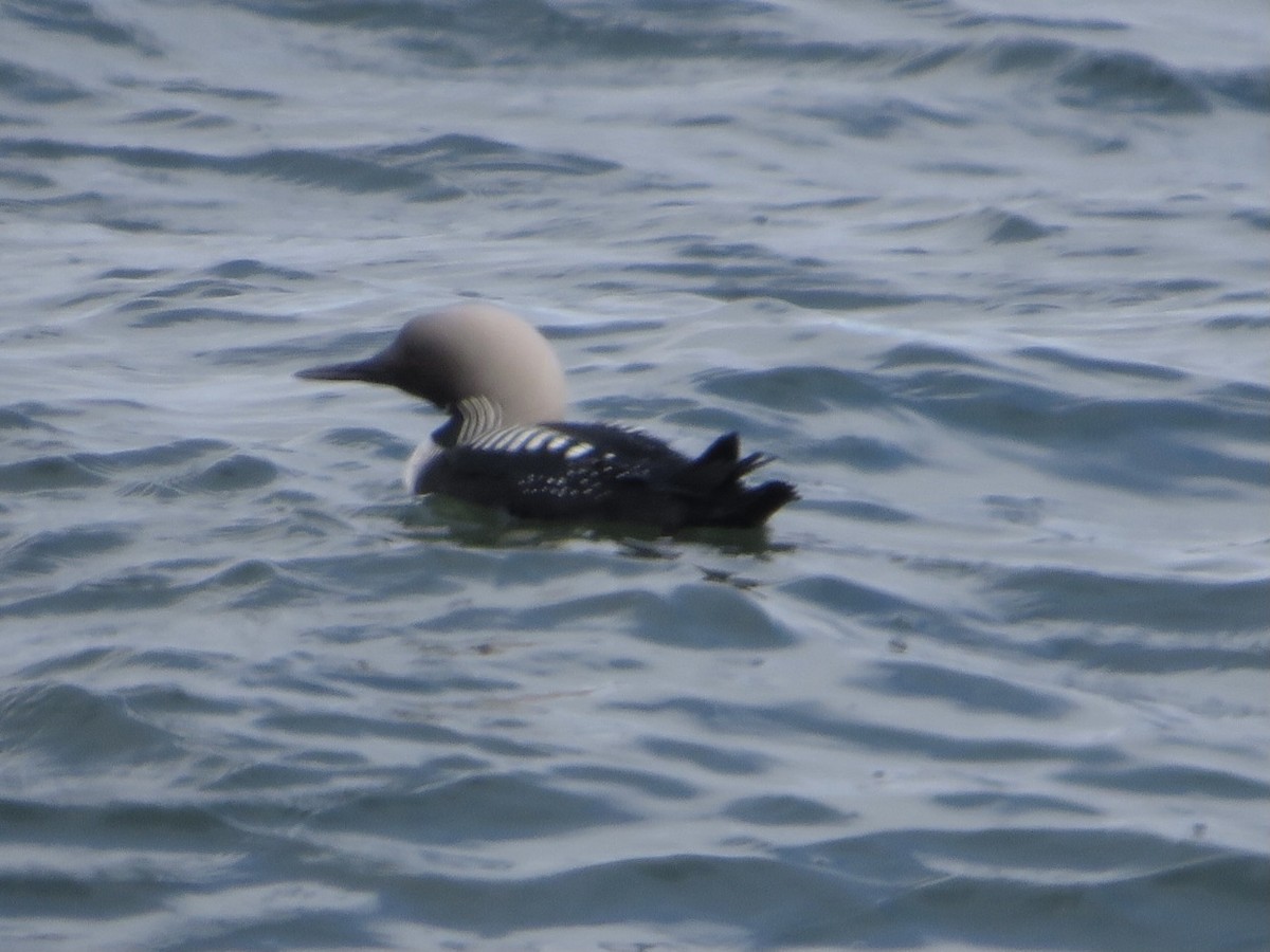 Pacific Loon - ML345060921