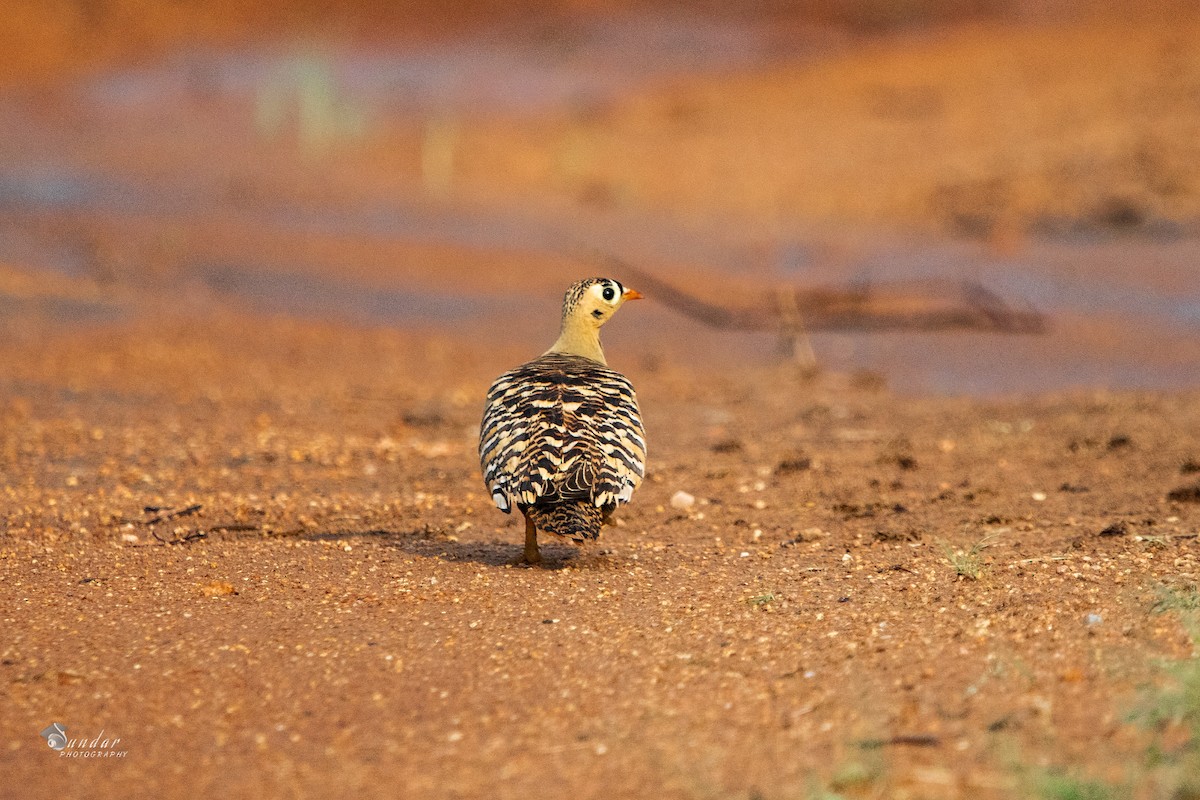 Painted Sandgrouse - sundareswaran vetaikorumagan