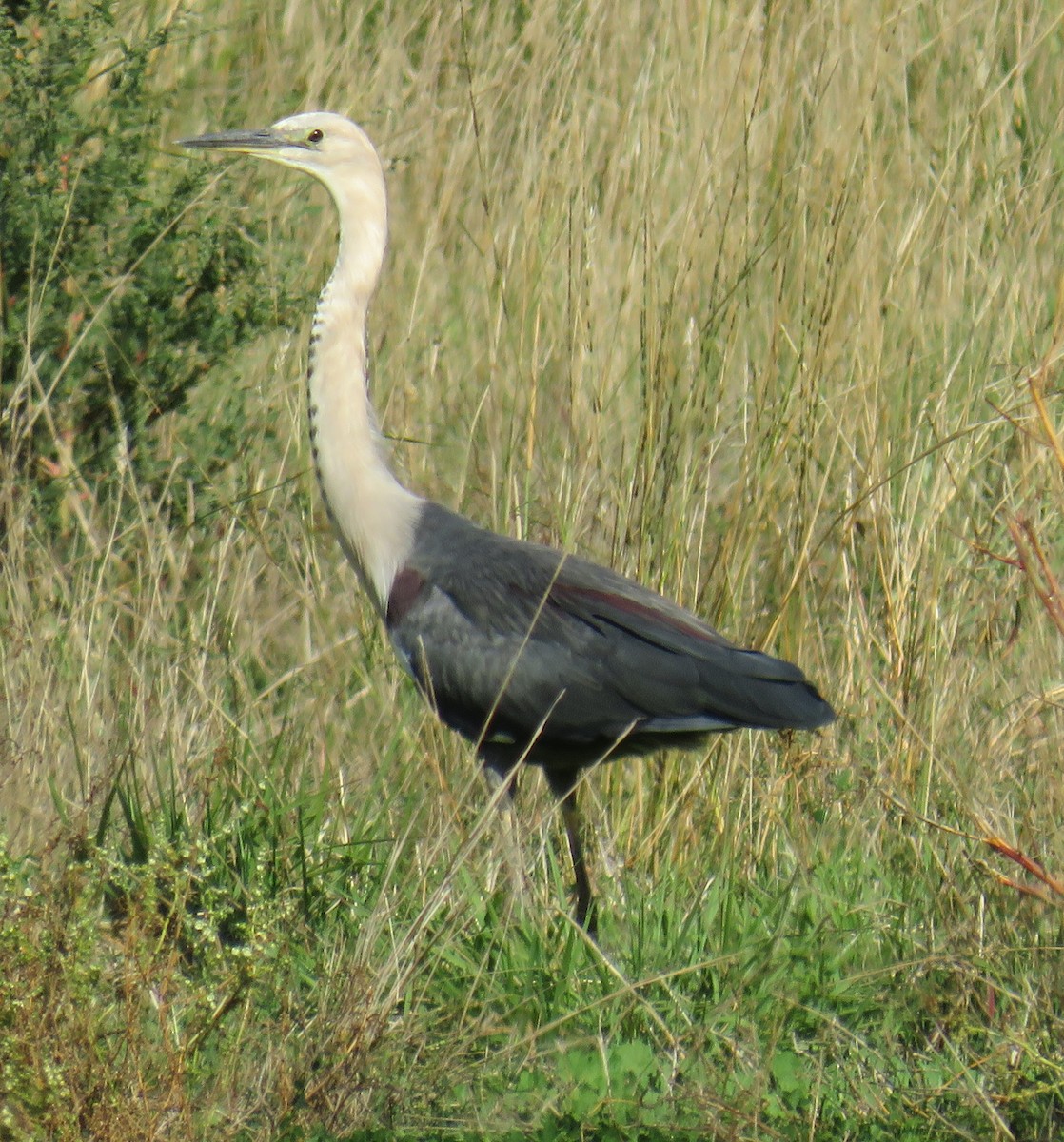 Pacific Heron - Rodney Macready