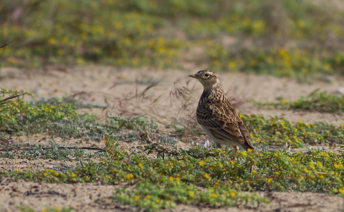 Oriental Skylark - ML345065051