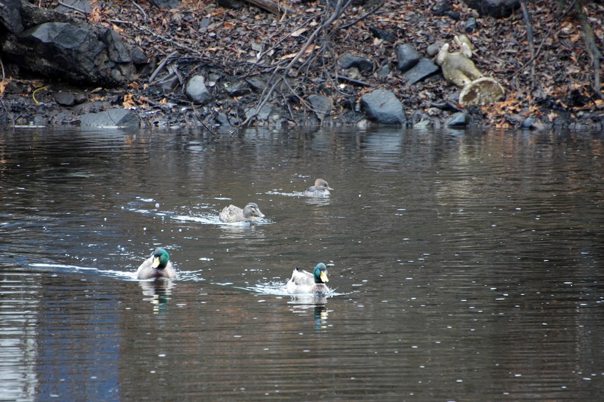 Hooded Merganser - ML34506701