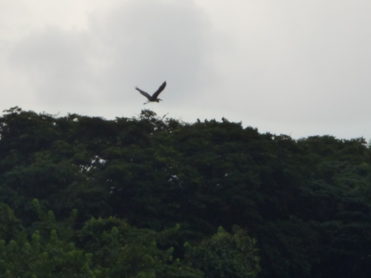 Goliath Heron - ML345067211