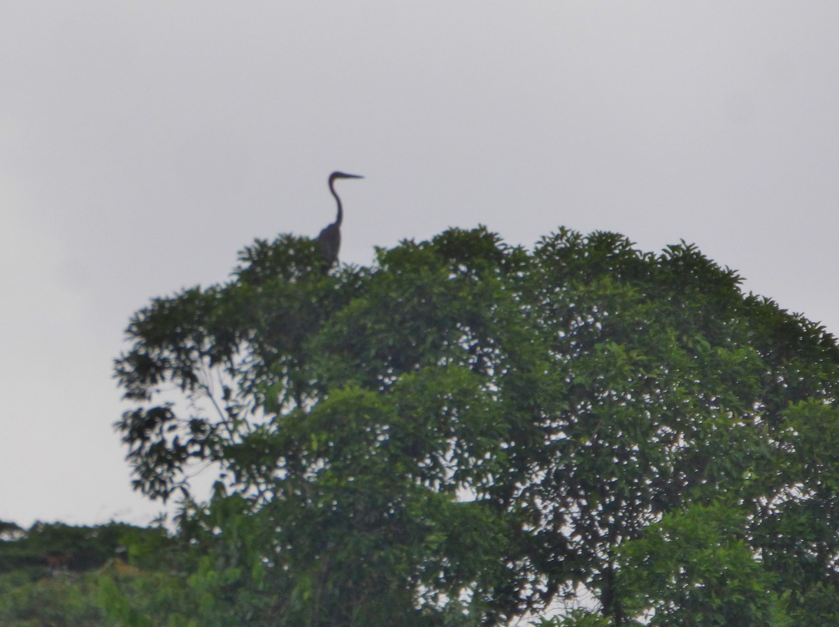 Goliath Heron - ML345067231