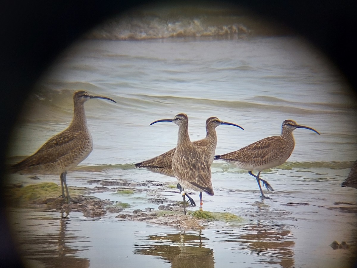Hudsonian Whimbrel - ML345067341