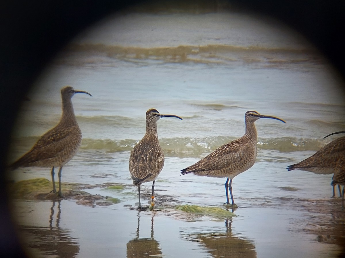 Hudsonian Whimbrel - ML345067351