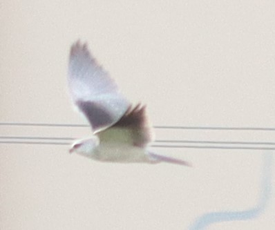 Black-winged Kite - Ajay Sarvagnam