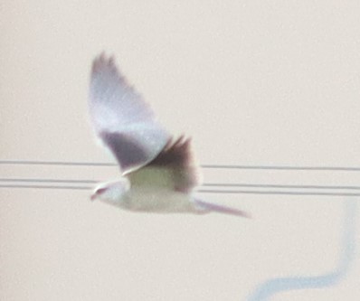 Black-winged Kite - ML345069711