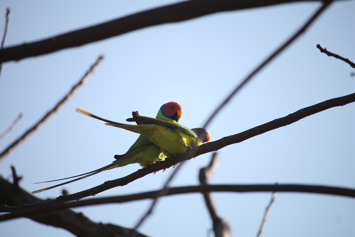 Plum-headed Parakeet - ML345069991