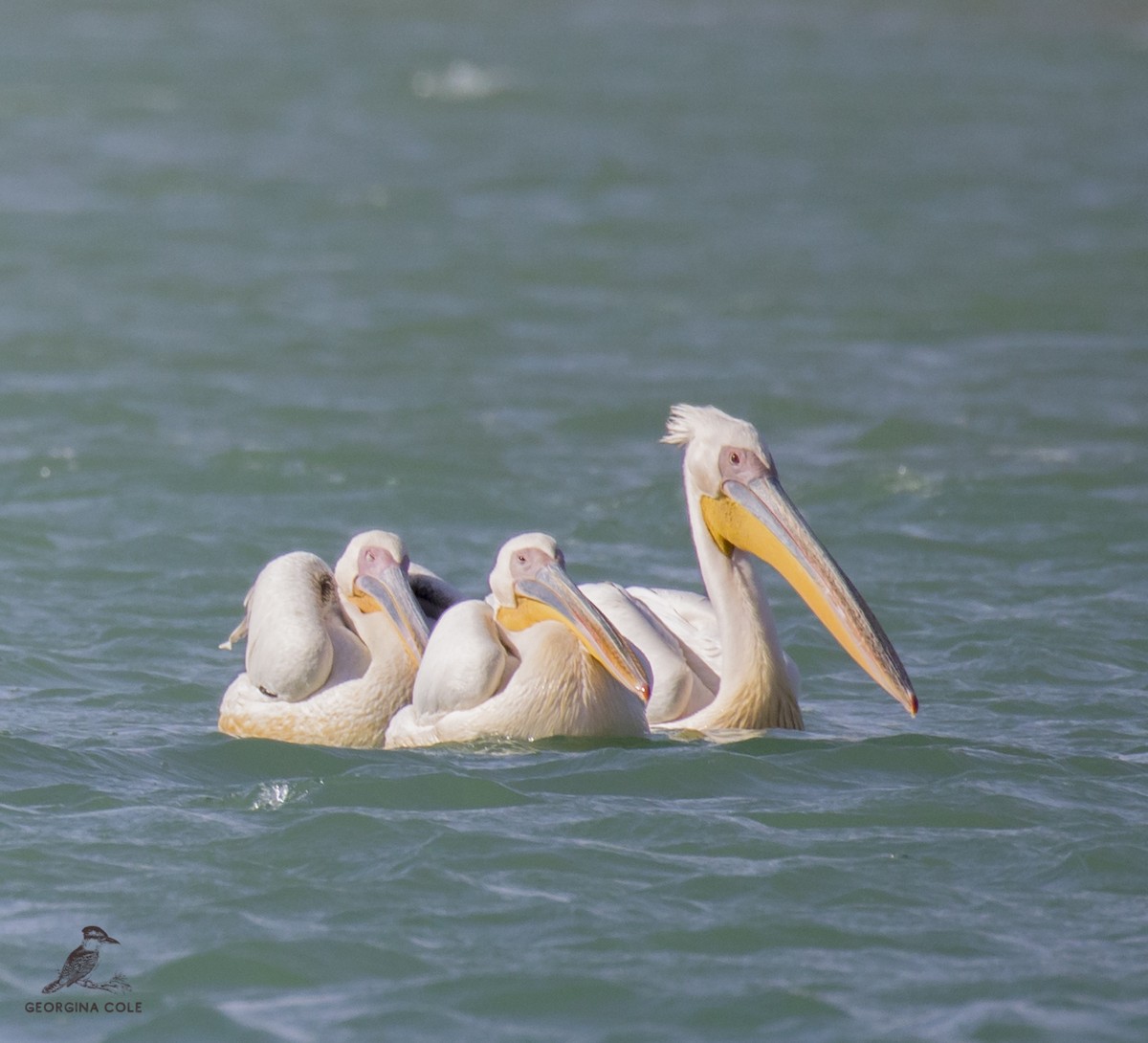 Great White Pelican - Georgina Cole