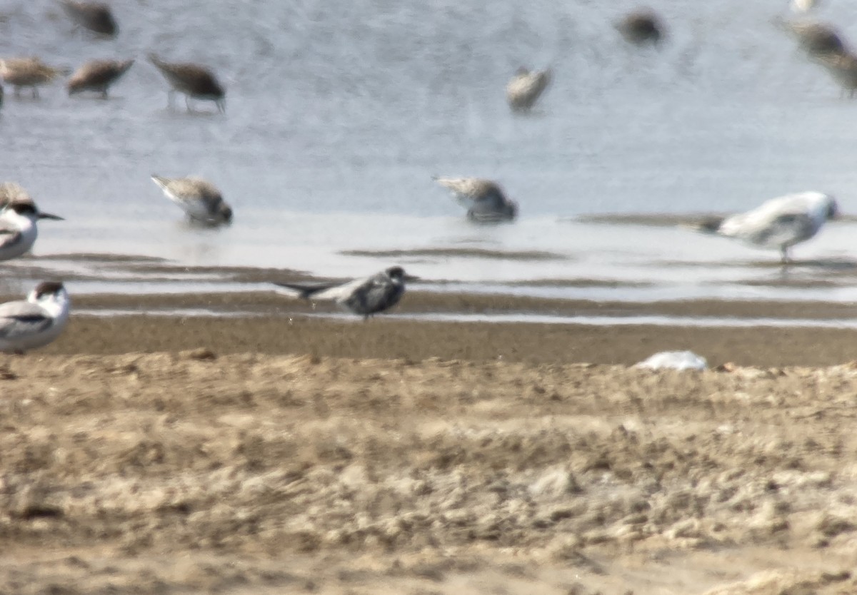 Black Tern - ML345070161