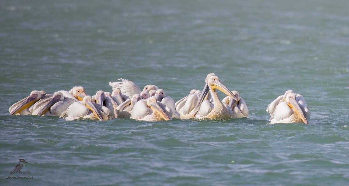 Great White Pelican - ML345070331