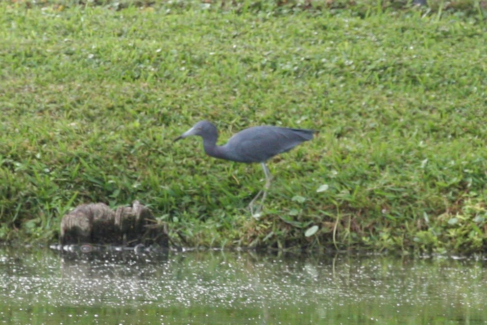 Little Blue Heron - ML345070761