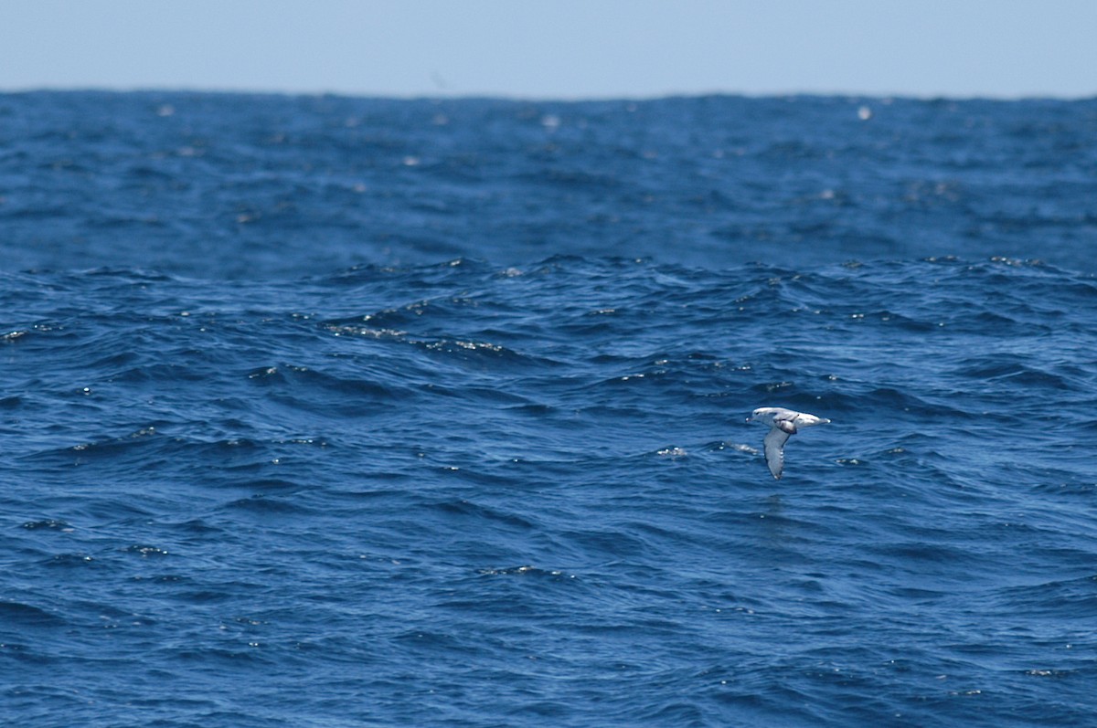 Southern Fulmar - ML34507221