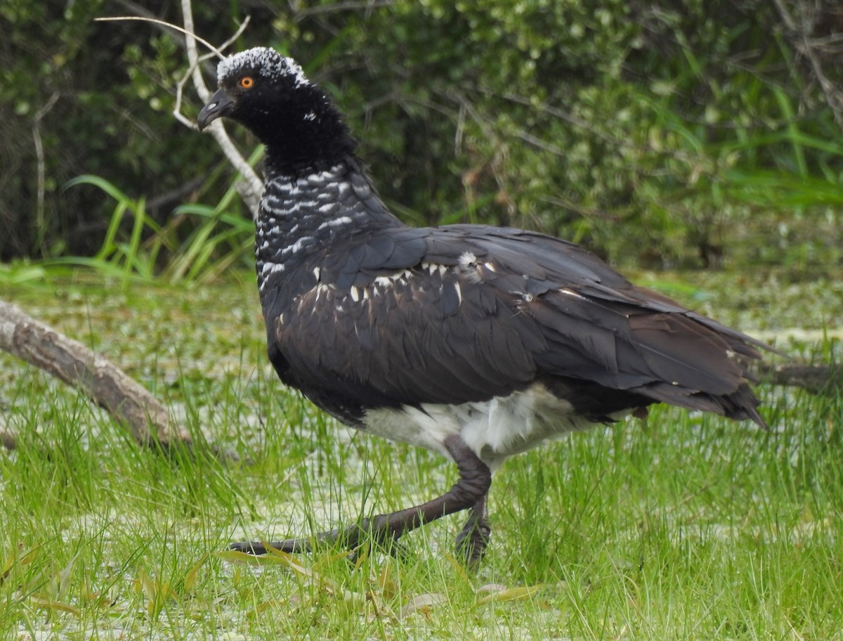 Horned Screamer - ML34507351