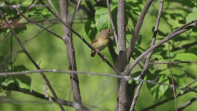 Common Yellowthroat - ML345074231