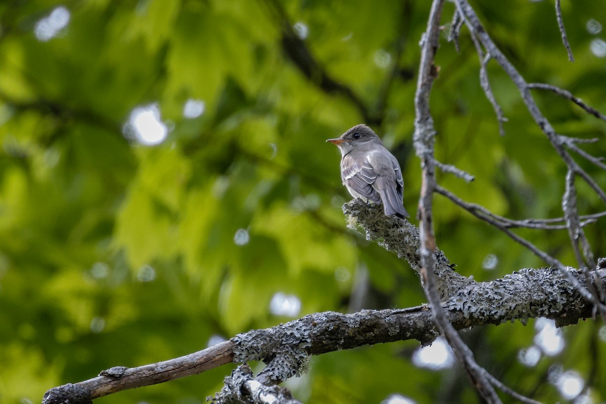 Eastern Wood-Pewee - ML345074341