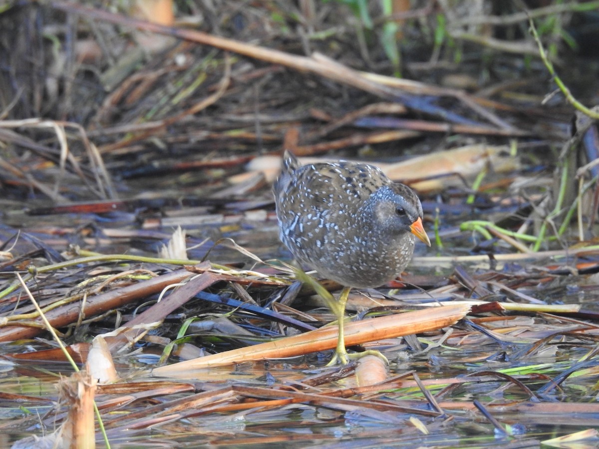 Spotted Crake - ML345074521