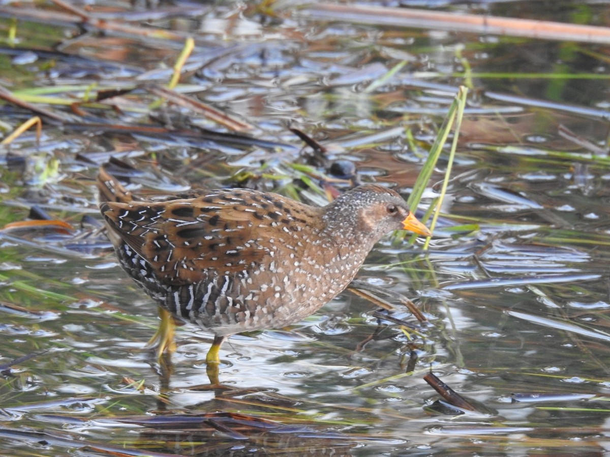 Spotted Crake - ML345074531