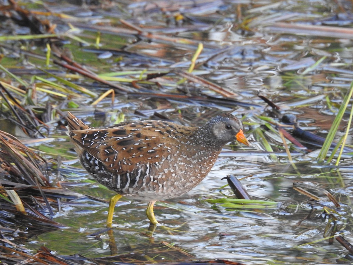 Spotted Crake - ML345074541
