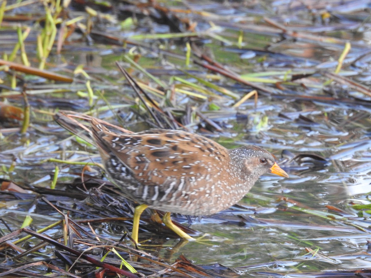 Spotted Crake - ML345074551