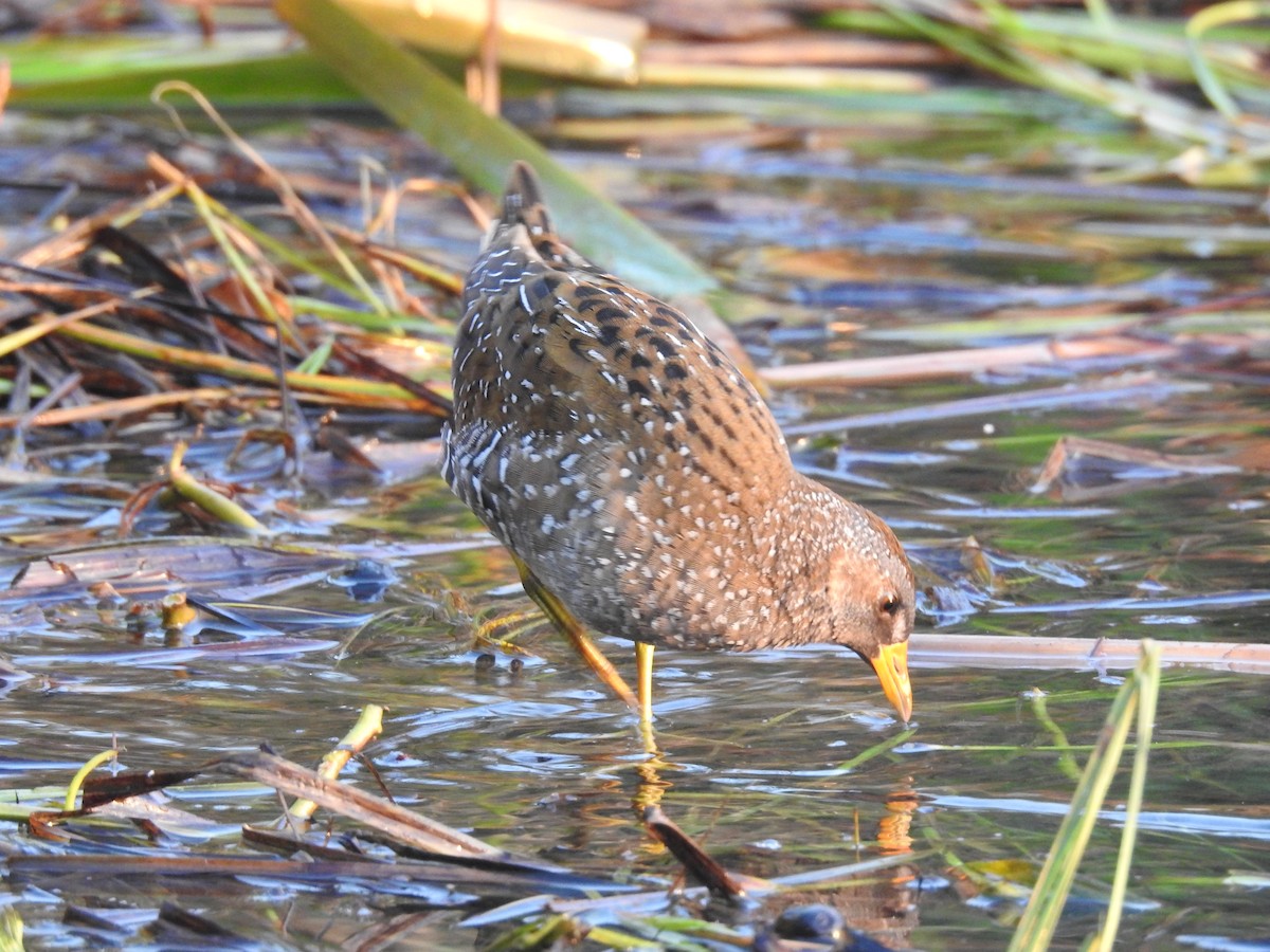 Spotted Crake - ML345074561