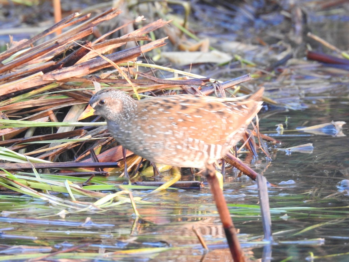 Spotted Crake - ML345074571