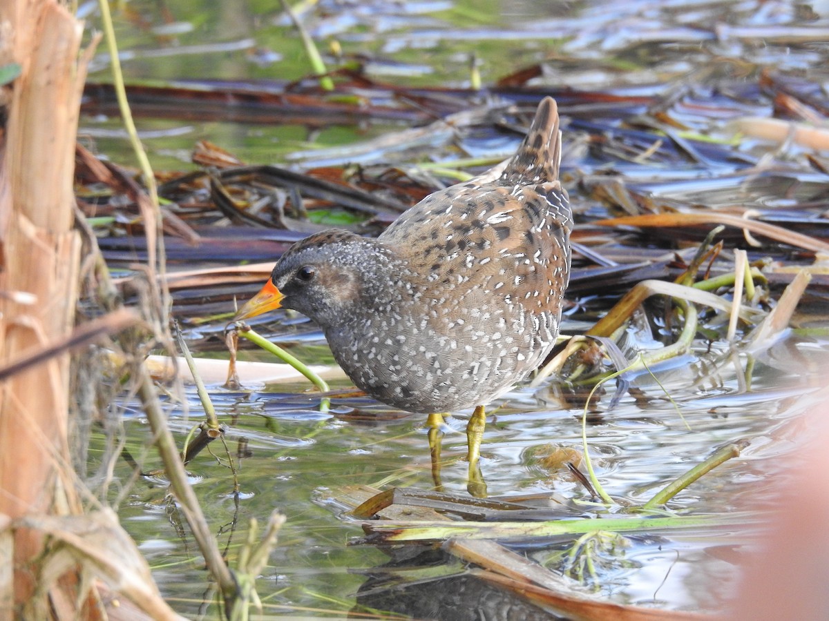 Spotted Crake - ML345074581